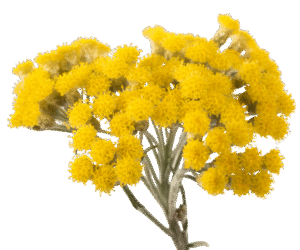 Helichrysum essential oil