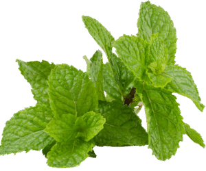 Peppermint essential oil