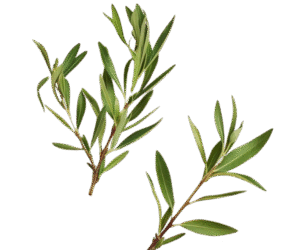 Tea Tree essential oil