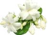 Jasmine Fragrance oil