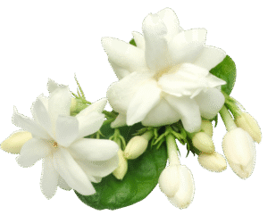 Jasmine Fragrance oil