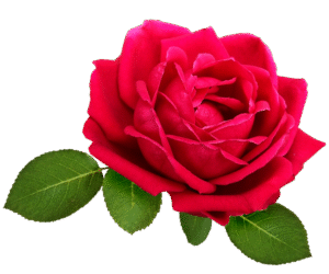 Rose Fragrance Oil