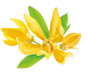 Ylang Ylang Essential Oil