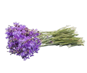 Lavender Essential Oils