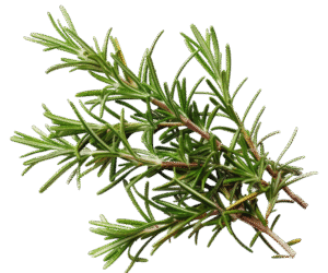 Rosemary Hair oil