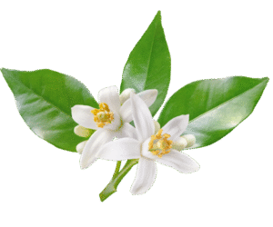 Neroli essential oil