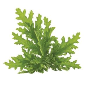 Citronella essential oil