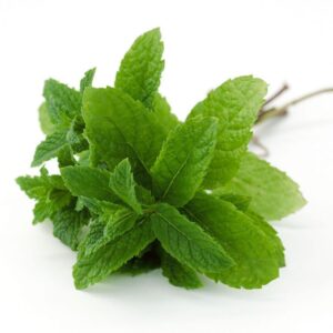Spearmint Organic Essential Oil